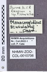 Etikette zu Monocrepidius monachus (NHMW-ZOO-COL-0010706)